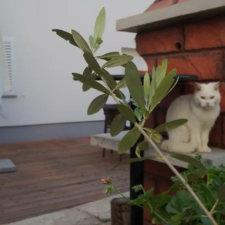 Appartement Filip Diklo Zadar